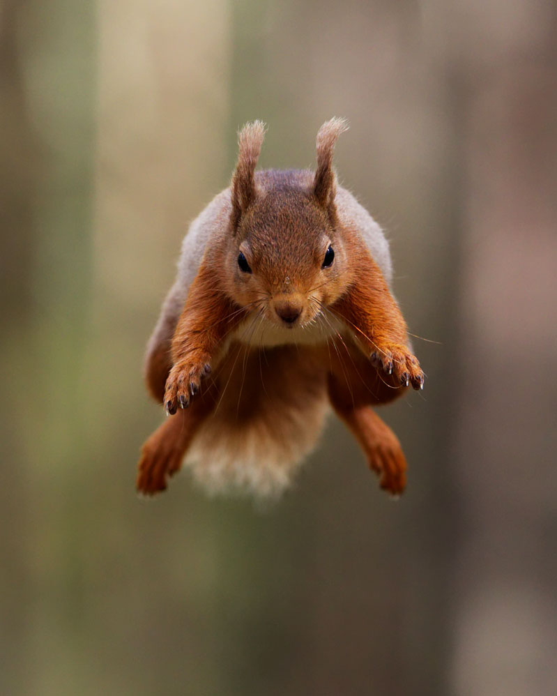 jumping_red_squirrel.jpg