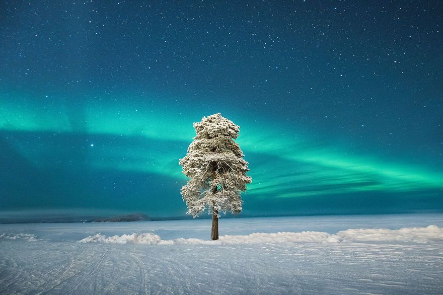 אורורה ראנר אלוף - 'עץ בודד תחת אורורה סקנדינבית' מאת טום ארצ'ר.jpg