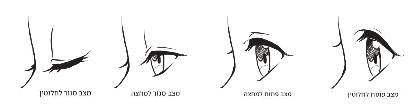 עין בפרופיל מגוון.jpg