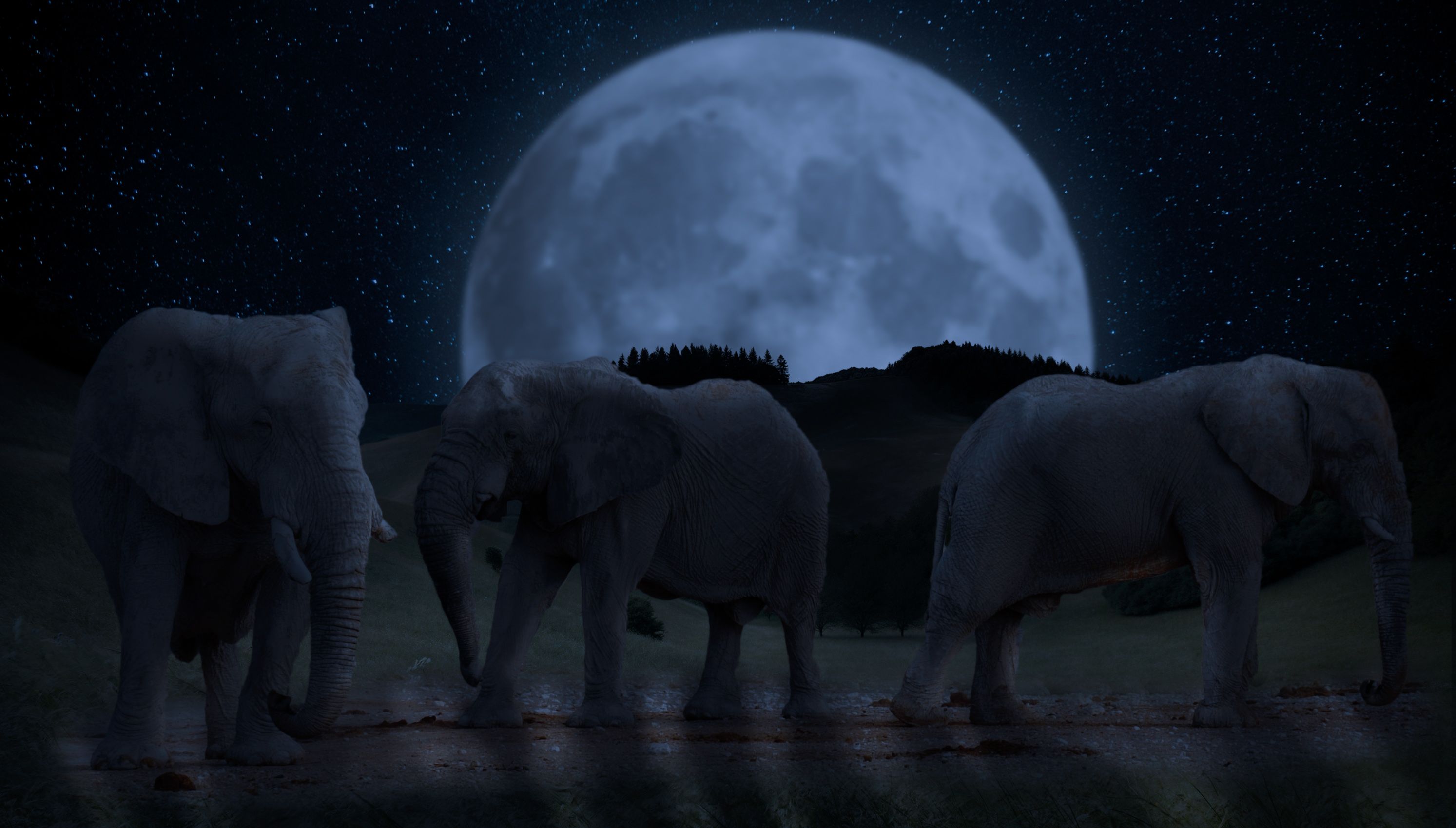 פילים לאור ירח.jpg