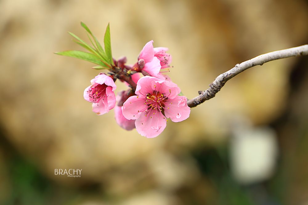 פרח מוקטן (5).jpg