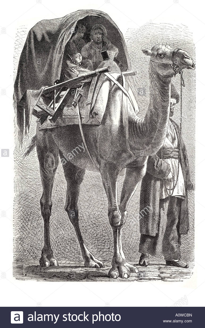 camel-caucasus-camel-transport-carry-covered-russia-persia-silk-route-A0WCBN.jpg