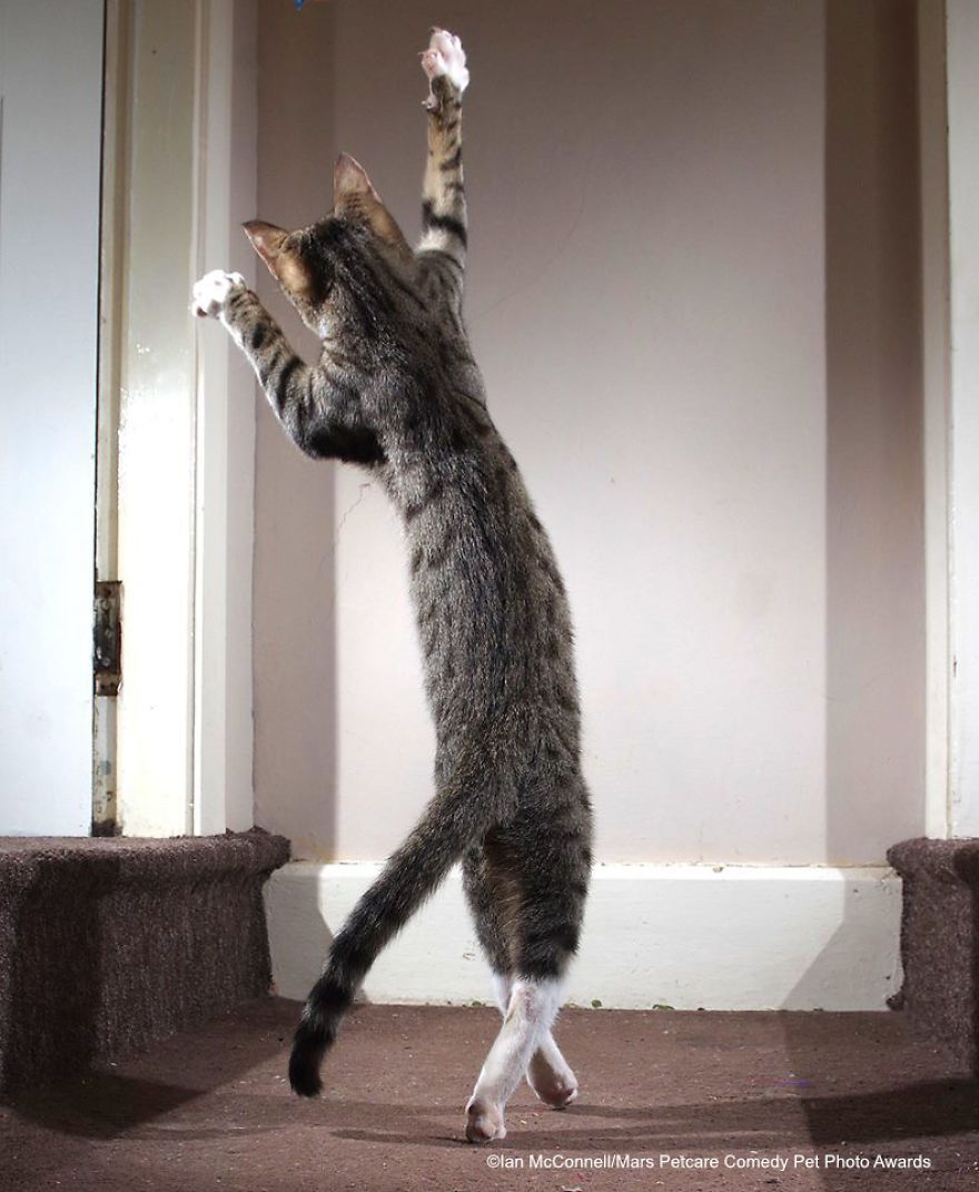 Iain-Mcconnell_The-dancing-cat_00000218-5f732e013b2c4__880.jpg