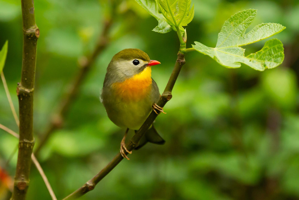 selective-focus-shot-cute-red-billed-leiothrix-bird-perched-tree.jpg