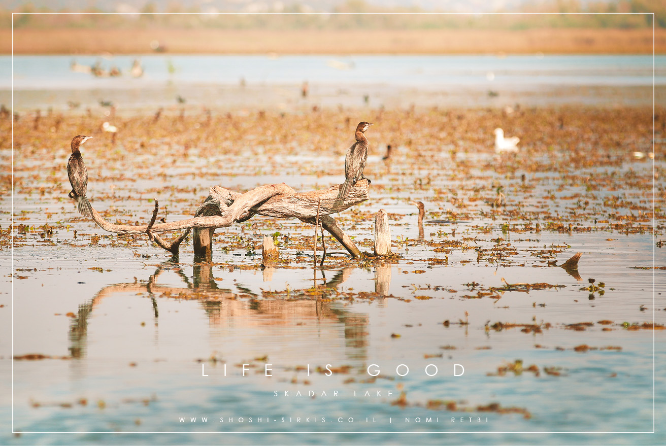 SKADAR LAKE MONTENGRO PHOTOGRAPHY BY SHOSHI SIRKIS (6).jpg