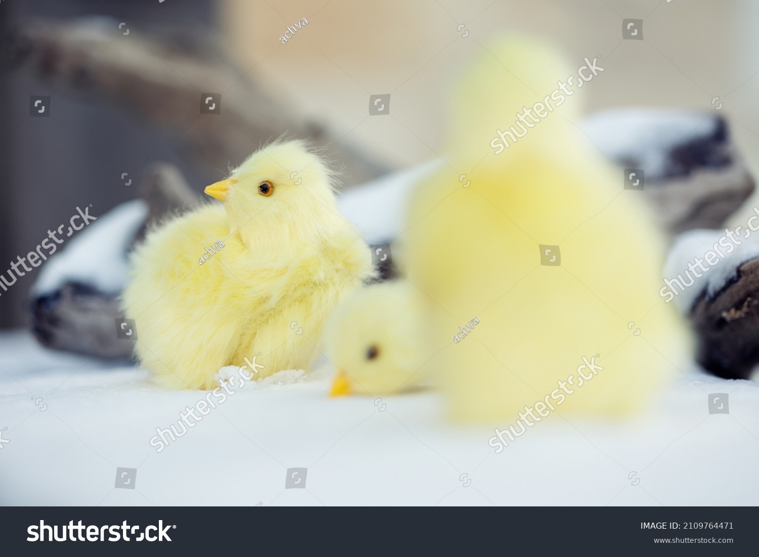 stock-photo-chicks-looking-for-food-in-the-snow-in-nature-in-the-background-you-see-a-tree-wit...jpg