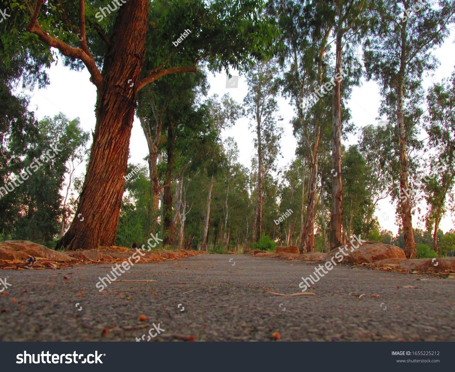 stock-photo-the-way-of-nature-among-the-trees-1655225212.jpg