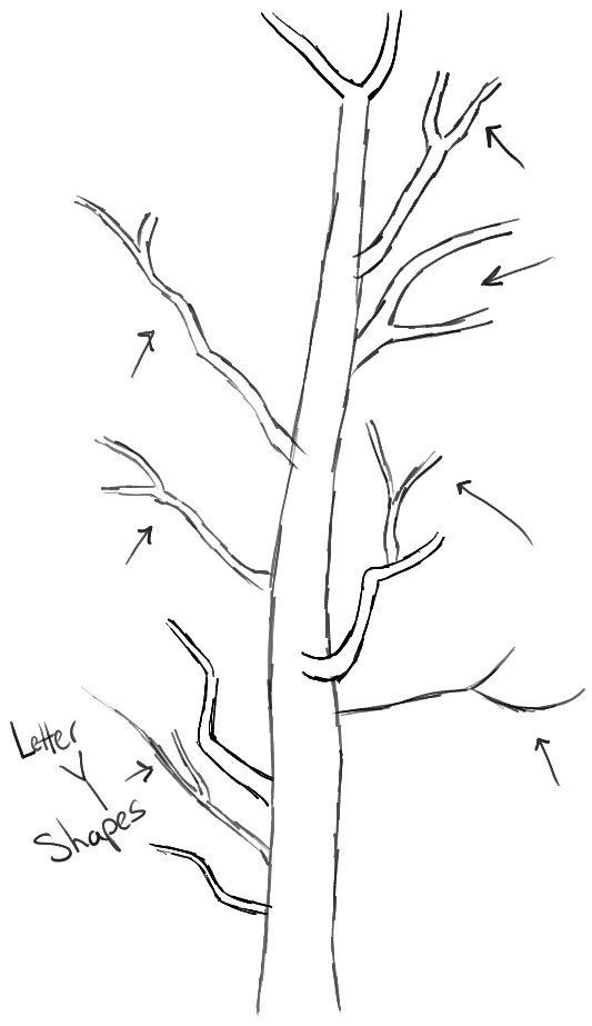 tree (1).png