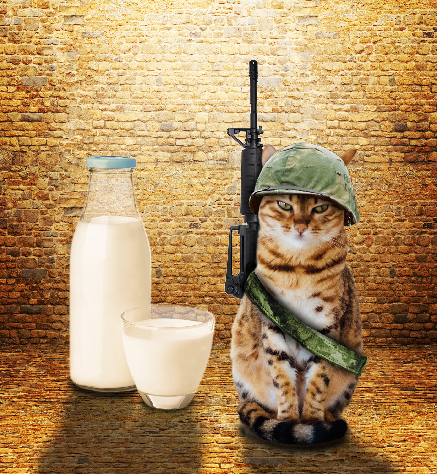 חתול שומר על החלב