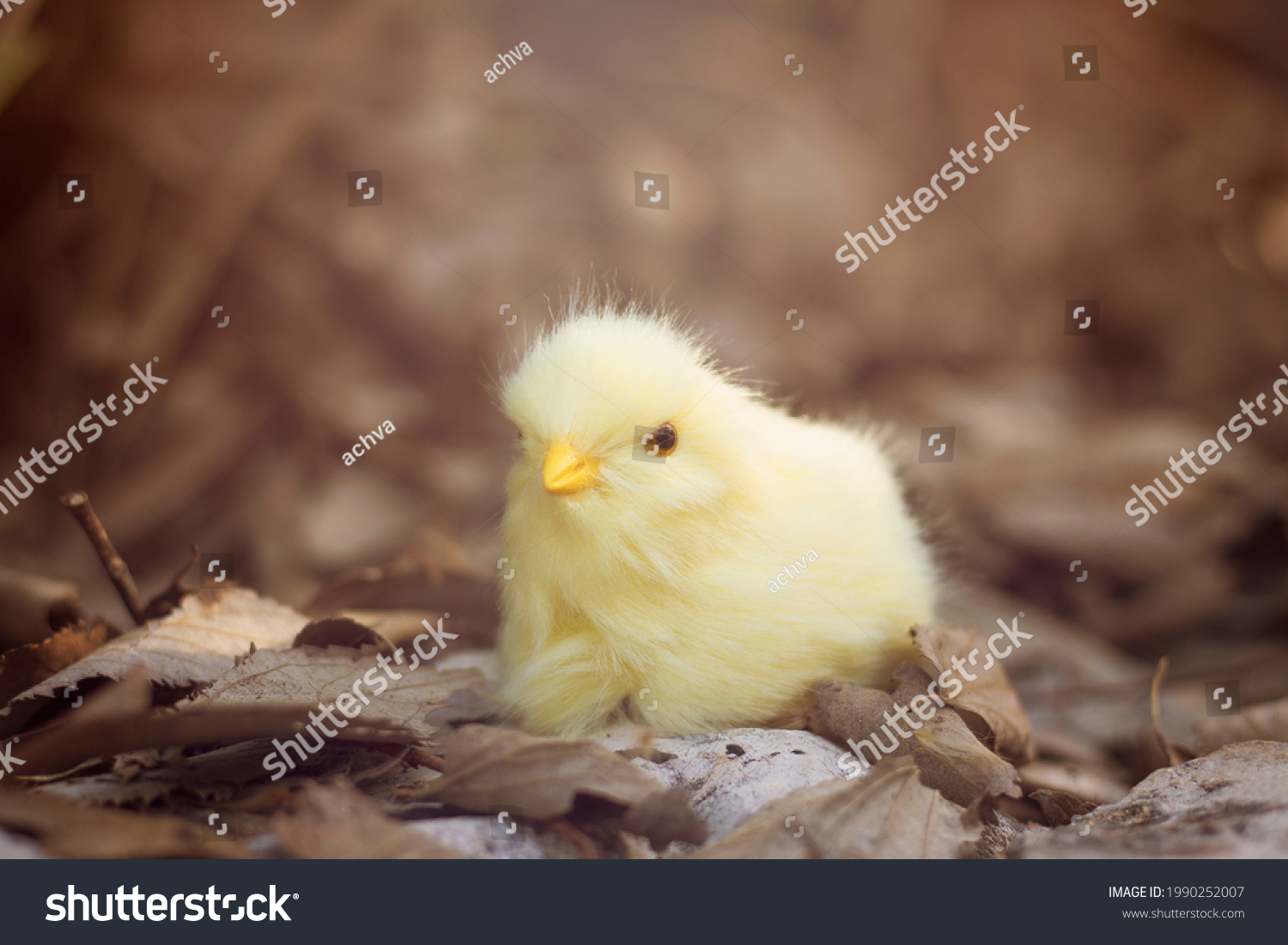 stock-photo-a-chick-sits-on-fallen-leaves-1990252007.jpg