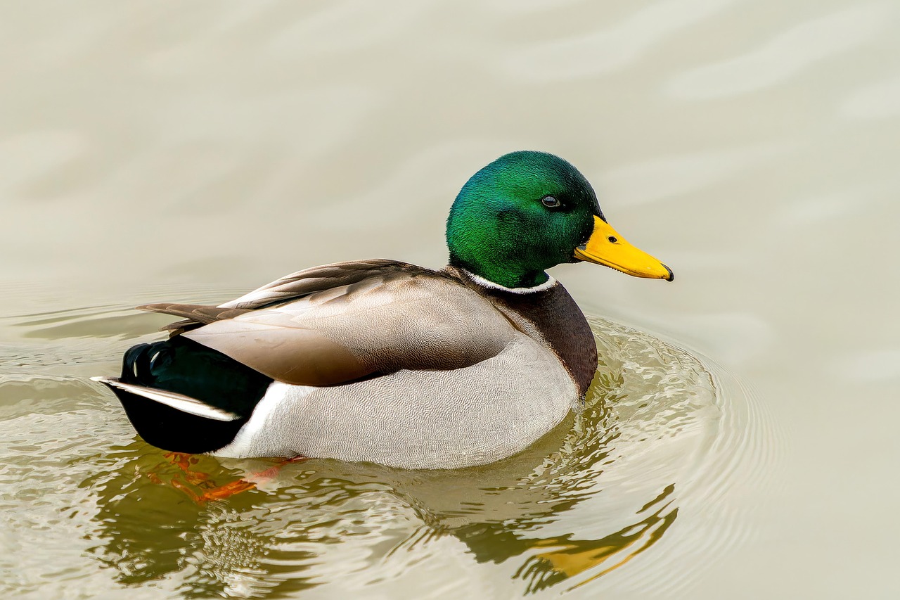 Free Duck Mallard photo and picture