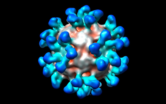  נגיף הצטננות (Rhinovirus) עטוף נוגדנים | הדמיית מחשב: THOMAS SMITH / DANFORTH CENTER / SCIENCE PHOTO LIBRARY
